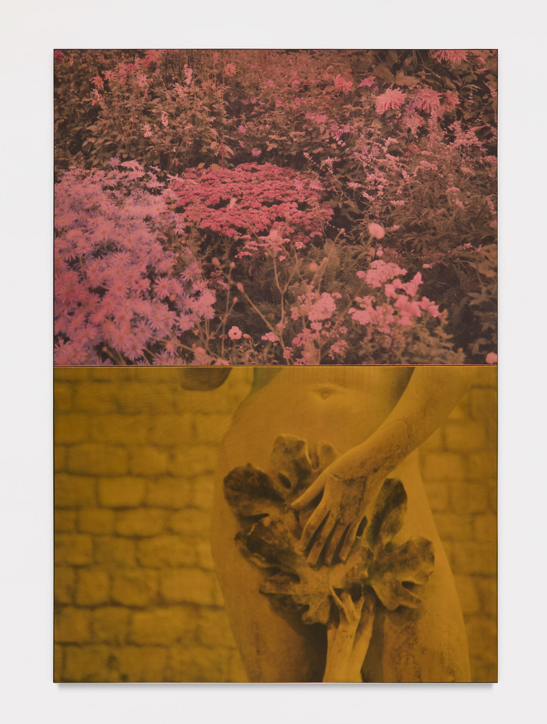 Corpo de pedra (Figueira), 2025