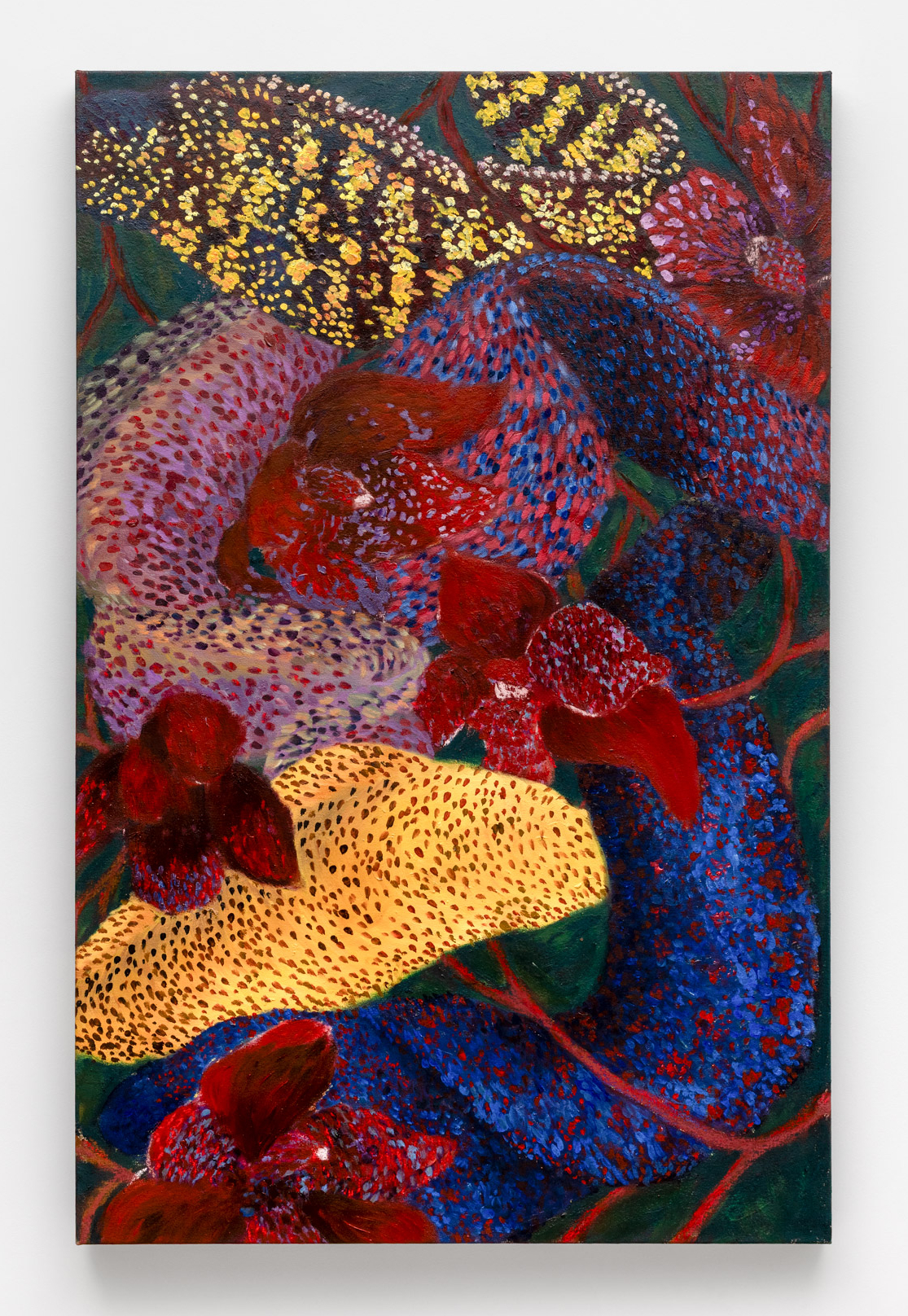 Moreia orquídea II, 2026